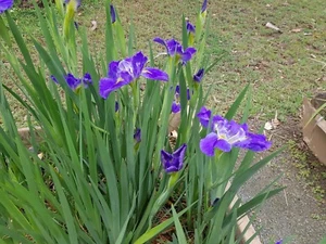 Water iris mixed color s x 6 Plants - Picture 1 of 8
