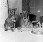 National Assoc Of Dog Biscuit Manufacturers Cocktail Party 1954 Old Photo