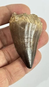 Toller Dinosaurier Fossil Zahn Mosasaurus 5,8 cm 40 bis 70 Millionen Jahre Alt - Bild 1 von 9