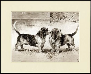 PETIT BASSET GRIFFON VENDEEN DOGS LOVELY DOG PRINT MOUNTED READY TO FRAME - Foto 1 di 1