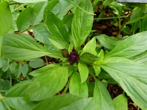 1000+ Samen Ocimum basilicum - Thai Basilikum Thaibasilikum Sorte " Queenette " - Bild 1 von 1
