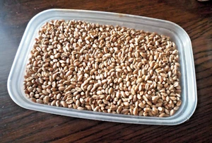 Wheat for Making Wheat Bags Approx 368 grams net weight Very Competitive Price - Picture 1 of 2