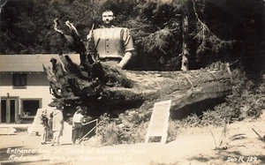 Postal LP36 Klamath CA Redwood Hwy Trees Mystery Park ZAN Publisher 1950 RPPC - Imagen 1 de 2