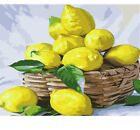 Painting By Numbers Lemon Fruits In The Basket Design Canvas House Wall Displays