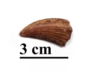 NEW! Excellent dino tooth, Late Cretaceous, Turonian, 90 ma, Uzbekistan #17 - Picture 1 of 5