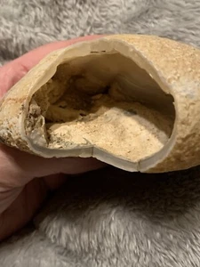 Large Chalcedony Nodule - Picture 1 of 24