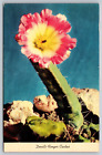 Devils Finger Cactus Postcard