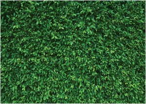 Jungle Green Leaves Photography Backdrop 7x5 Ft - Foldable & Vibrant - Picture 1 of 12