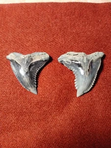 Fossilized Snaggletooth Shark Teeth Hemipristis serra - Picture 1 of 5
