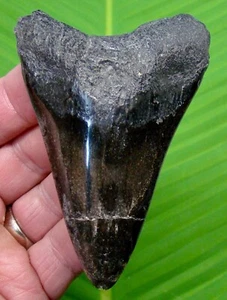 3 & 7/8 “ MEGALODON SHARK TOOTH Real Fossil Sharks Teeth - Picture 1 of 3