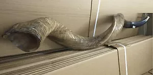 Kudu Yemenite Shofar Horn Judaica Kosher Full Natural From Israel XXXL 46"-48" - Picture 1 of 8
