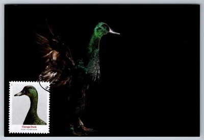 #5591 Heritage Breeds Cayuga Duck FDC Maxi Card w/Pictorial Cancel - Image 1 of 2