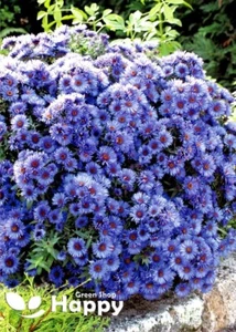 NEW ENGLAND ASTER - SKY BLUE - 350 SEEDS - AUTUMN FLOWERING - PERENNIAL FLOWER - Picture 1 of 3