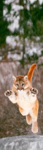 Marcador 3D COUGAR - Imagen 1 de 1