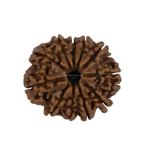 11 Mukhi Rudraksha/ Eleven Face Rudraksha - Nepal Bead (25.30 mm) - Picture 1 of 4