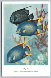 Antigua postal firmada por artista pez ángel arte acuarela Roger Tory Peterson J8 - Imagen 1 de 3