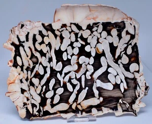 PEANUT WOOD Fossil Polished Slice, Cretaceous 70 myo 670 grams, S386 - Imagen 1 de 4