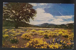 PC-4794**Vtg. PC 1953**Poppy Patch** Los Angeles, California - Picture 1 of 2