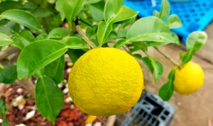 YUZU CITRUS PLANT-RARE CITRUS-GRAFTED DWARF FRUIT TREE-JAPANESE CITRUS SHRUB - Picture 1 of 13