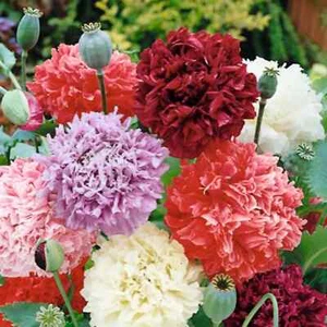 DOUBLE FLOWERED PEONY POPPY MIX FLOWER SEEDS Flower Garden Peony Poppy Flowers - Picture 1 of 1