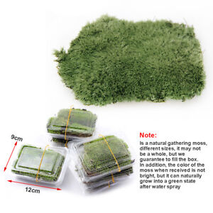 Micro Natural Moss Aquarium Plant Landscape Lawn Fish Tank Green Carpet-Decor