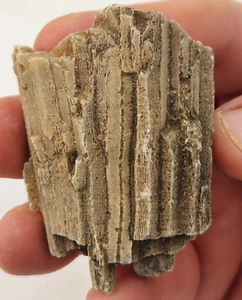 Achat Hexicorallia Koralle Fossil (Tabulata?) - Unbekannter Ort  - Bild 1 von 8