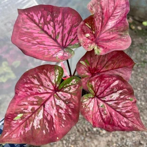Caladium Silaphet 1 Bulb Elephant Ear Heart of Jesus Angel wings Thailand - Picture 1 of 6