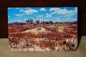 Desert Verbenas and Desert Sun Flowers - Picture 1 of 2