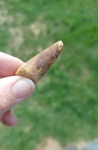 Carcharodontosaurus Dinosaur Tooth Teeth Fossil T REX #943s - Picture 1 of 11
