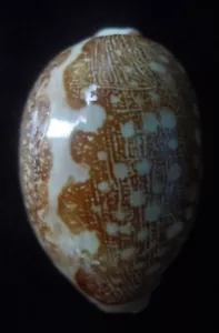 Seashell Cypraea mapa SMALL BEAUTY 55mm gema - Imagen 1 de 4