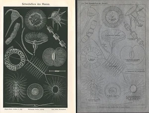 Schwebeflora des Meeres Meeresflora Plankton Schwebepflanzen Lithographie 1906 - Picture 1 of 1