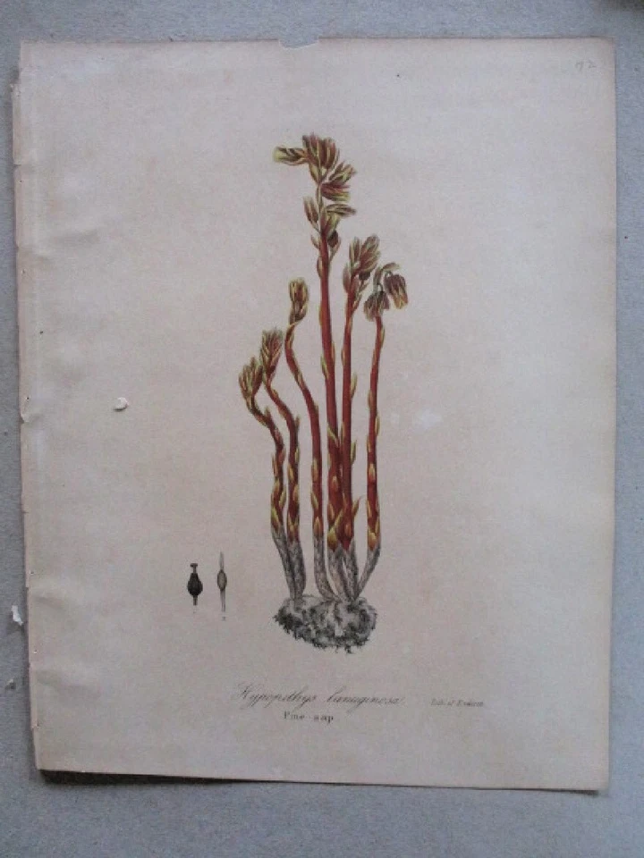 Vtg Print, PINE SAP,  1843, NY BOTANY, Torrey, Color, 11x9" - Image 1 of 1