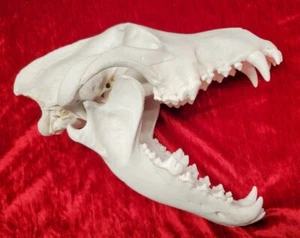 REPLICA GRANDE TESCHIO LUPO GRIGIO PLASTICA FUSA TASSIDERMIA - Foto 1 di 8