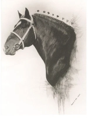 Postal de caballo belga de tiro "Espoir d'Ath" 4x6. Foto 1 de 2