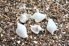 Assorted Mixed White Dog Conch Sea Shells 200g Hermit Crabs Crafts Aquarium 
