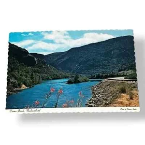 Postal Shell Bird Island Corner Brook Terranova Canadá 4x6 Continental C259 - Imagen 1 de 2