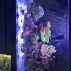 Marine Aquarium Live Fish