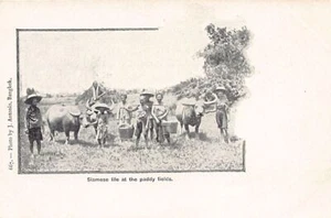 Thailand - Siamese life at the Paddy Fields - Publ. J. Antonio 667 - Picture 1 of 2