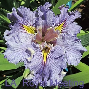 Louisiana Iris Royal Meeting x 1 - NEW Bog Iris Water Garden Plant Perennial - Picture 1 of 1