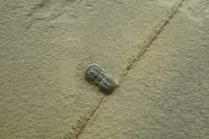 Itagnostus Interstrictus / Wheeler Shale, Utah / Rare Fossil Specimen - Picture 1 of 2