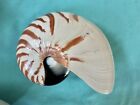 piękny ślimak morski Nautilus pompilius, długość 147mm