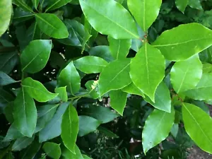 Bay Leaves -50 Organic Fresh Home Grown Leaves-Picked to Order - Picture 1 of 2