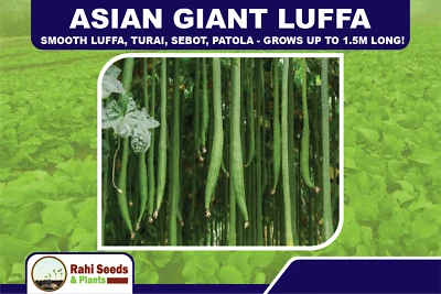 Asian Giant Luffa, Smooth Luffa, Turai, Sebot, Patola - Grows up to 1.5m Long! - Image 1 of 4