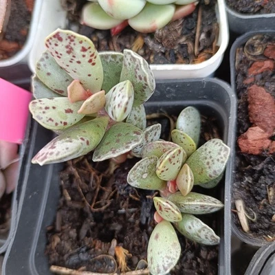 Adromischus Plover's Egg Plant  nice Succulent plants 21 - Image 1 of 2