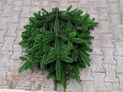 9 kg frische Bio Nordmanntannenzweige Tannenzweige Tannengrün Schmuckgrün Zweige - Bild 1 von 4