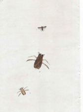 19th century Antique Insect Engraving