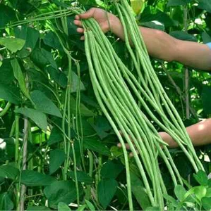SNAKE BEAN HEIRLOOM ASIAN CLIMBING BEAN SEEDS LONG BEAN SEEDS - Picture 1 of 1