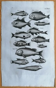 Merian/Johnston Original Kupferstich Fische (T34) Folio - 1657 - Bild 1 von 1