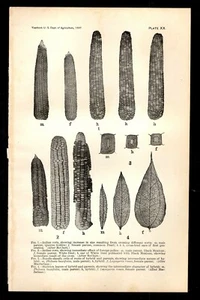 US Department of Agriculture 1897 Indian Corn - Bild 1 von 1