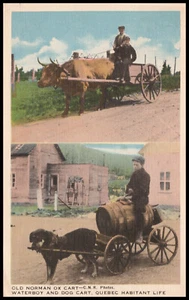 Farmers w Oxen Team and Wagon,  Waterboy and Dog Cart,  Quebec, Canada  Postcard - Picture 1 of 2
